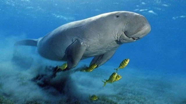 Abu Dabbab Bay - Guide to Abu Dabbab Marsa Alam's Turtle and Dugong Paradise