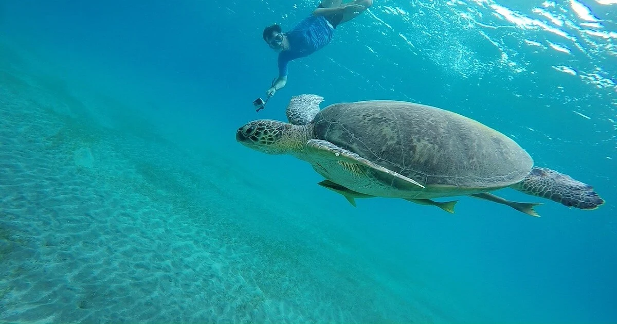 Snorkeling at Abu Dabbab — A World-Class Experience