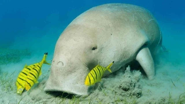 The Marine Life of Abu Dabbab Bay — Turtles, Dugongs, and More