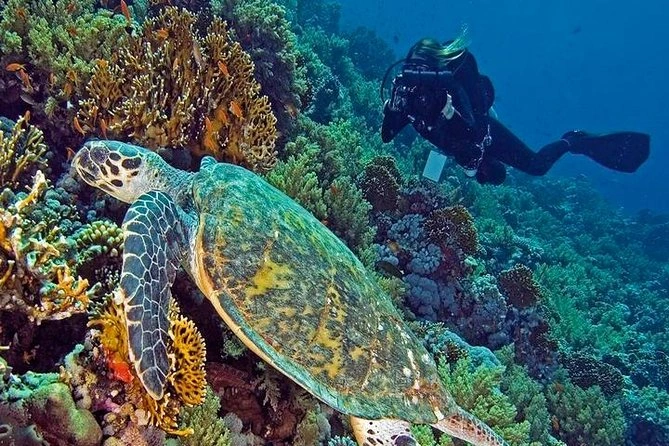 Diving Hurghada Price Breakdown by Experience Type