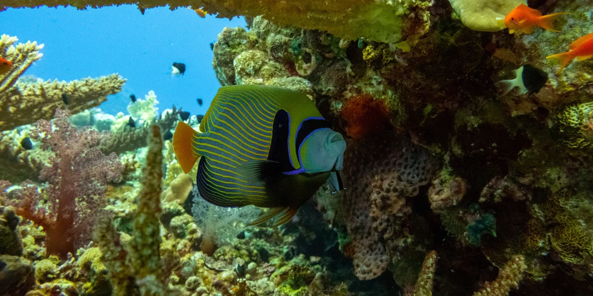 Diving Hurghada Prices 2026 - Complete Guide to Hurghada Dive Costs