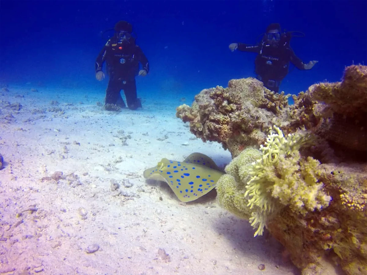 Diving in Hurghada prices & Extra Costs to Budget For