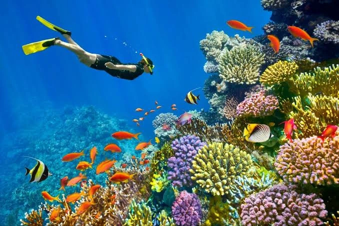 What Determines the Diving Hurghada Price?