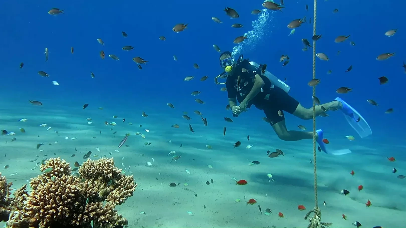 Best Dive Sites in Sharm El Sheikh