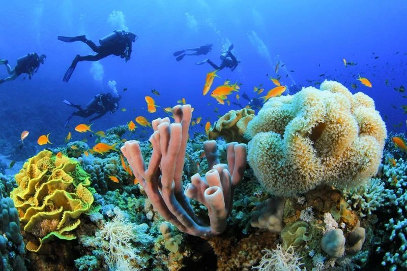 Sharm El Sheikh Diving Price Breakdown by Experience Type