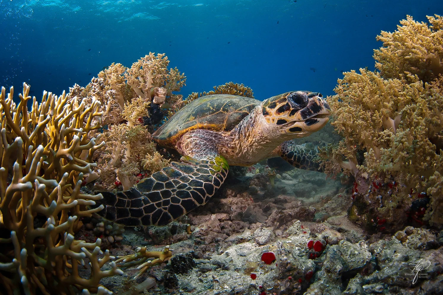 What Determines the Cost of Diving in Sharm El Sheikh?