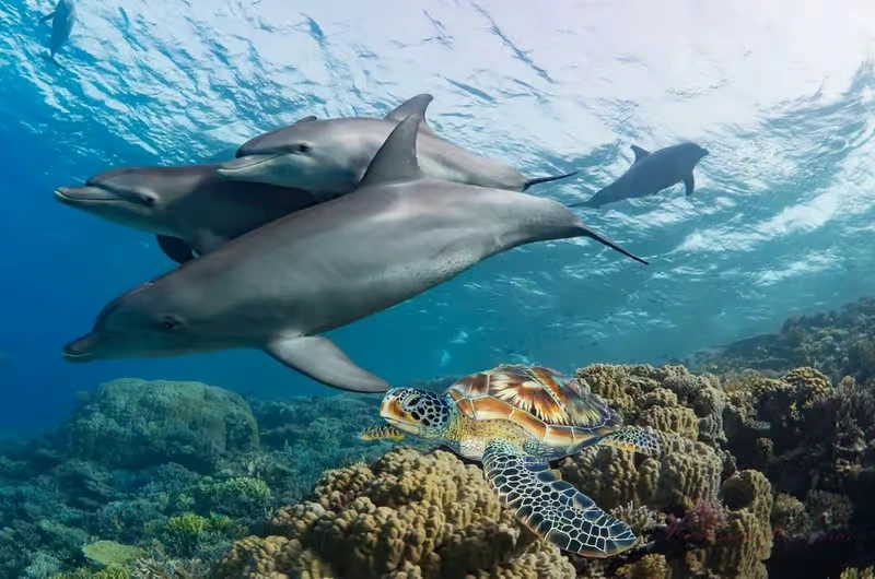 Red Sea Adventures — The Best Water Activities in Hurghada