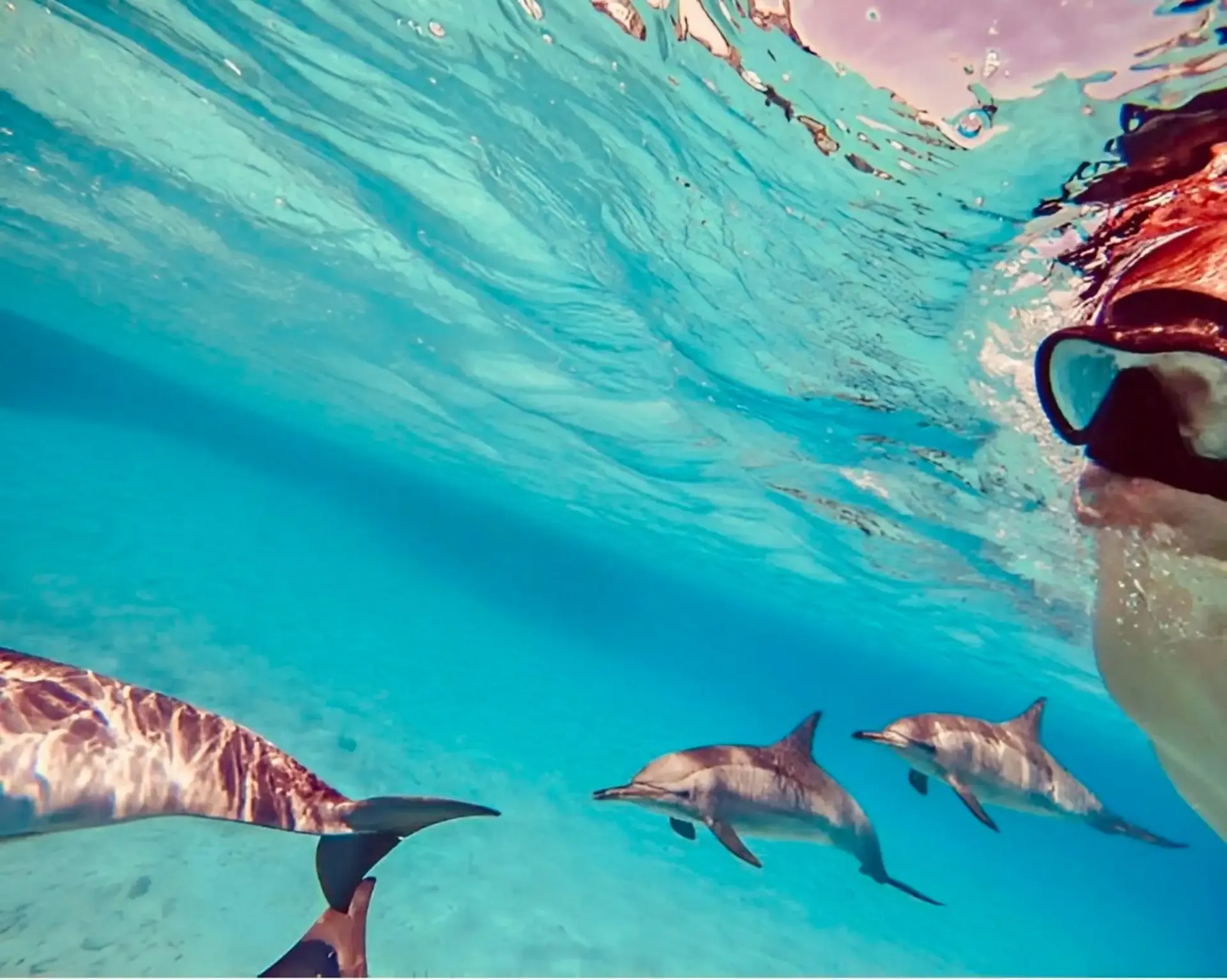 Dolphin House Trip Vip Cruise
