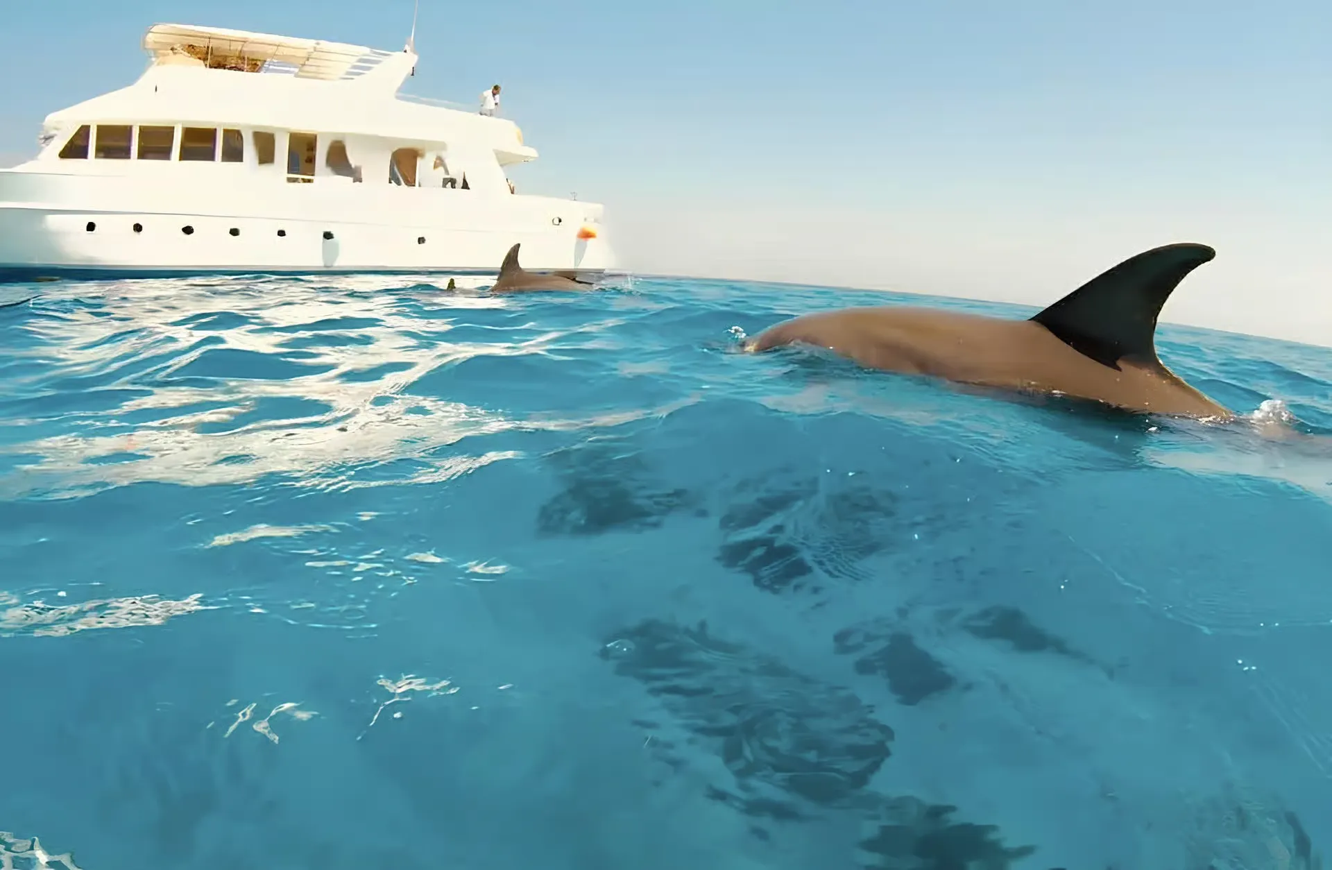 Dolphin House Trip From Hurghada