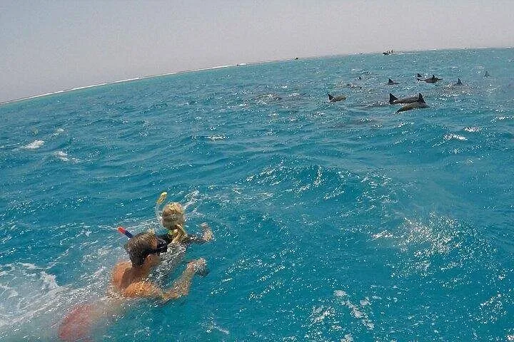 Experience The Best Dolphin House Trip