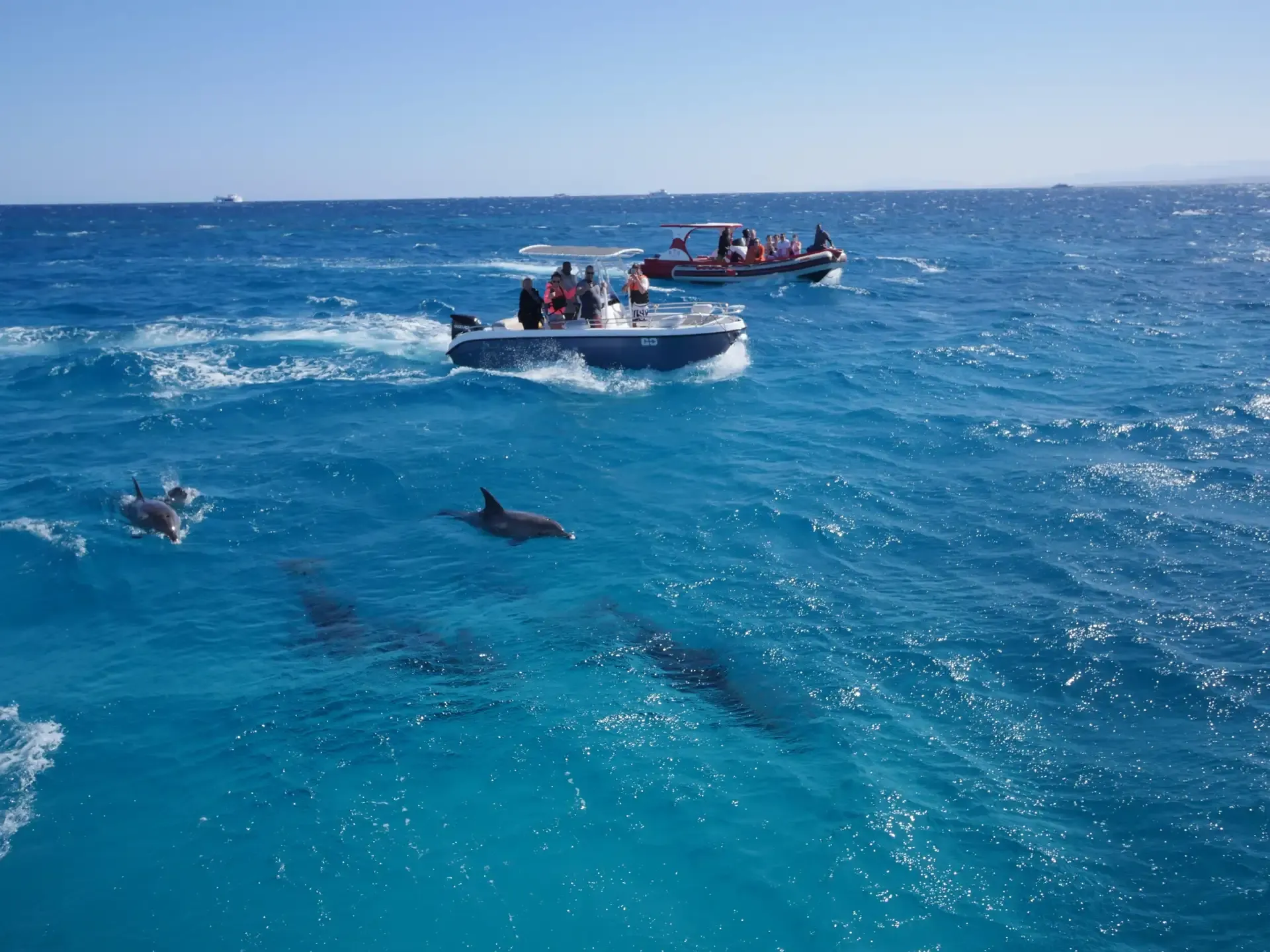Snorkel Dolphin House Trip