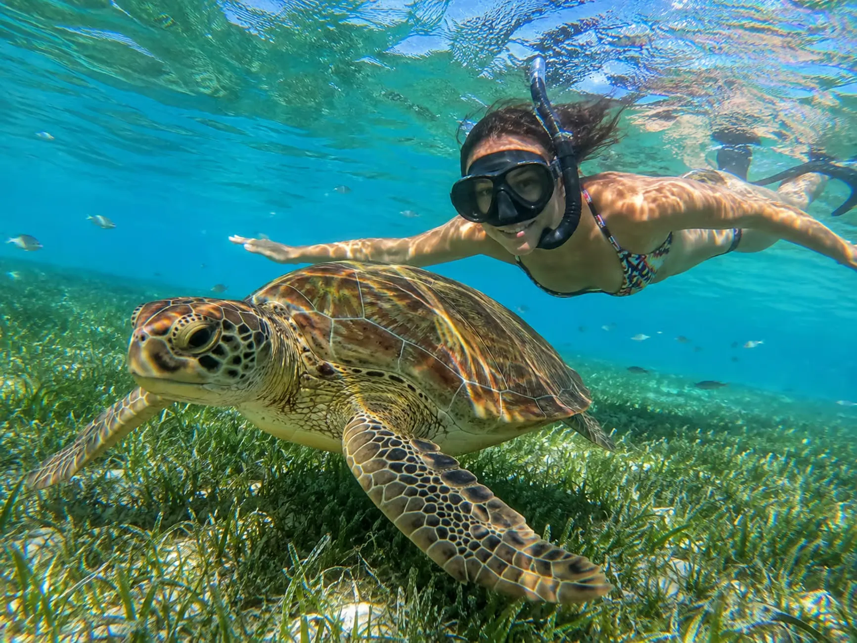 Marsa Mubarak Sea Cow & Turtles Snorkeling